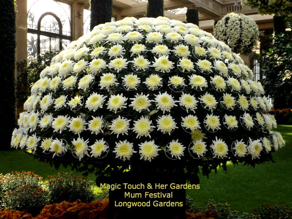 Dome of Mums @ Longwood Gardens