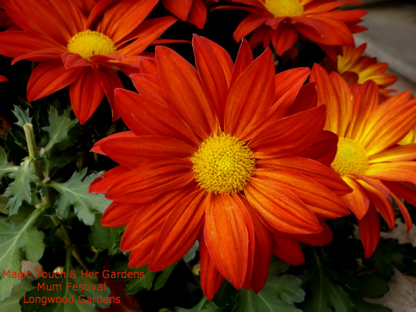 Orange Daisy Mum @ Longwood Gardens